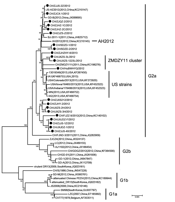 Phylogenetic analysis of newly determined and available porcine epidemic diarrhea virus strains based upon the S-ORF3-E-M-N (5′-spike protein–open reading frame 3–envelope–membrane–nucleoprotein-3′) nucleotide sequences. The tree was constructed by the neighbor-joining method. Bootstrap values are indicated for each node from 1,000 resamplings. The names of the strains, years and places of isolation, GenBank accession numbers, and genogroups proposed by Huang et al. (6) are shown. Black solid ci
