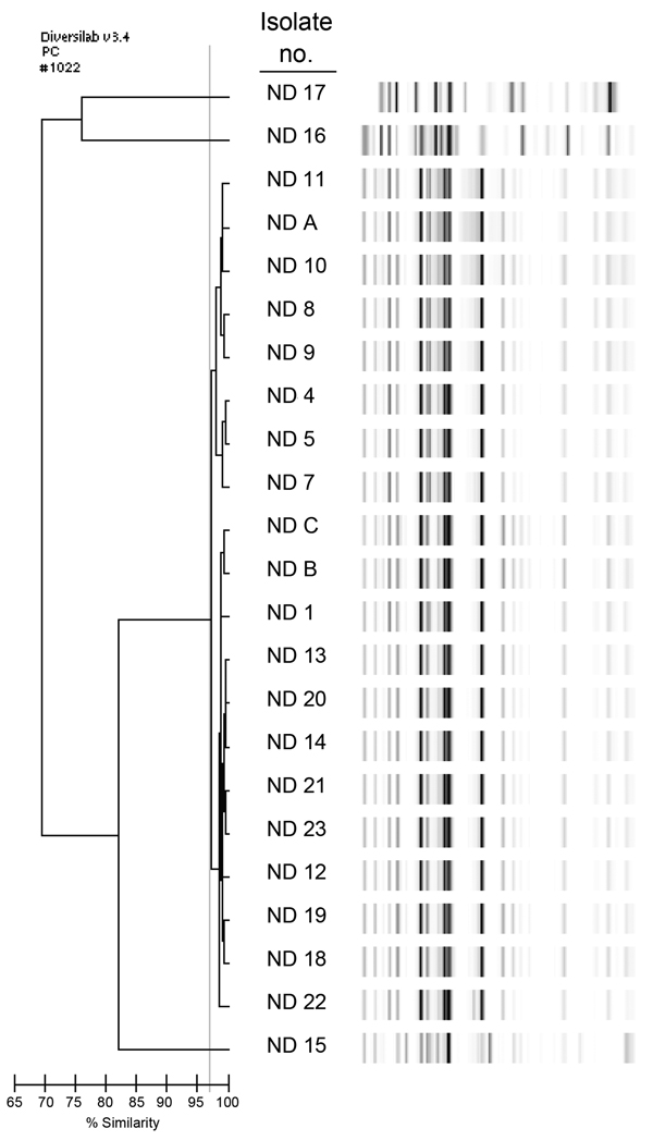 Genetic typing of carbapenem-resistant Enterobacter cloacae identified from patients at Sanford Health in Fargo, North Dakota, USA. Repetitive sequence–based PCR was used. The dendrogram at left displays the percentage similarity among band patterns shown at right. Isolate numbers ND 1, ND 4–5, ND 7–14, and ND 18–23 indicate Klebsiella pneumoniae carbapenemase (KPC) 3–producing E. cloacae isolates isolated during December 2011–December 2012; ND A–C indicate KPC-3–producing E. cloacae isolated du
