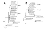 Thumbnail of Phylogenetic trees based on the nucleotide sequences of the A56R (A) and A26L (B) genes of orthopoxvirus showing that DOR clusters with Brazilian vaccinia virus(VACV) genogroup 1.The trees were constructed by using the neighbor-joining method and the Tamura-Nei model of nucleotide substitutions with a bootstrap of 1,000 replicates using MEGA 4.0 (http://www.megasoftware.net). Dots highlight VACV DOR2010 among group 1 VACV isolates. GenBank accession numbers appear in parentheses. Sc