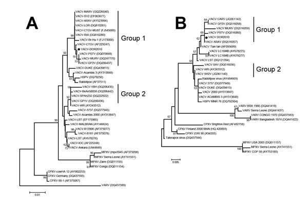 Phylogenetic trees based on the nucleotide sequences of the A56R (A) and A26L (B) genes of orthopoxvirus showing that DOR clusters with Brazilian vaccinia virus(VACV) genogroup 1.The trees were constructed by using the neighbor-joining method and the Tamura-Nei model of nucleotide substitutions with a bootstrap of 1,000 replicates using MEGA 4.0 (http://www.megasoftware.net). Dots highlight VACV DOR2010 among group 1 VACV isolates. GenBank accession numbers appear in parentheses. Scale bar indic