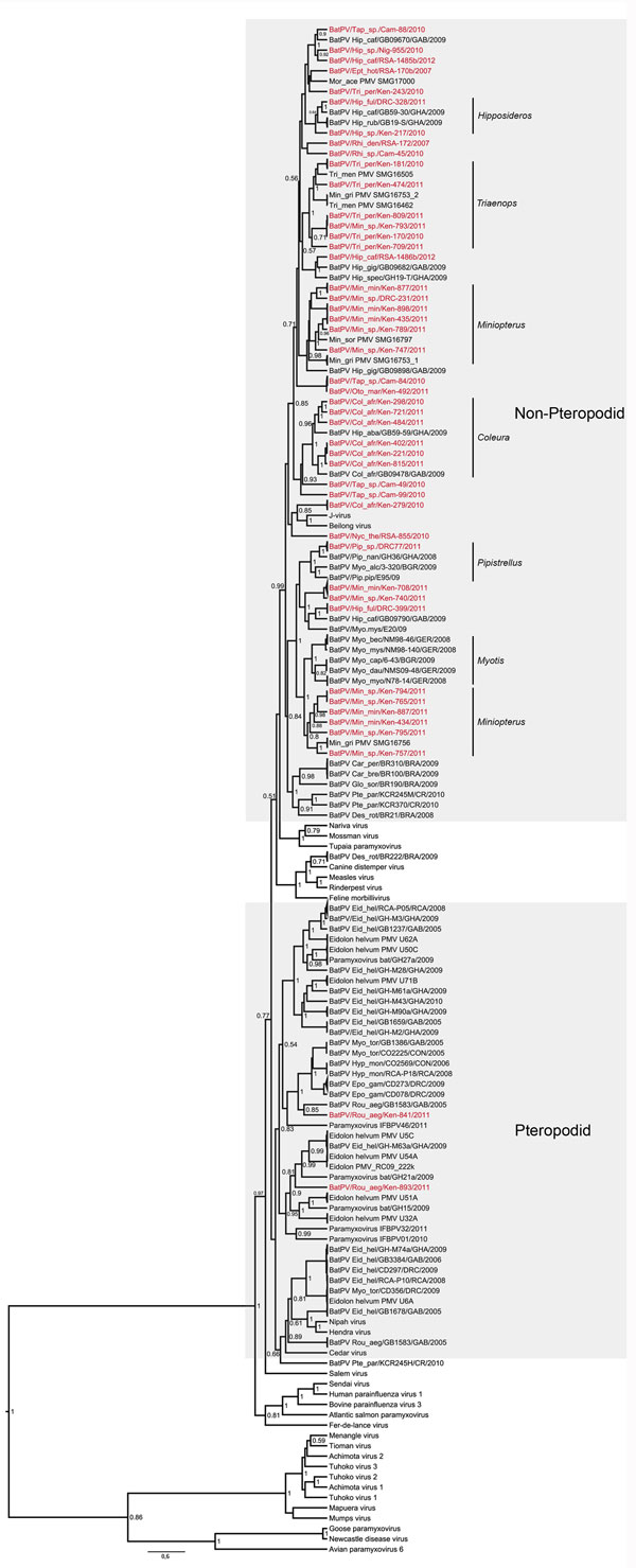 Maximum clade credibility tree based on partial polymerase (large) gene sequences (439 bp) of paramyxoviruses built in BEAST version 1.7.4 software (http://beast.bio.ed.ac.uk/), applying the general time reversible plus invariant sites plus gamma model inferred by jModelTest version 0.1.1 (10). Sequences detected in this study are indicated in red. Identical sequences were collapsed to only show a representative. Genus-specific clusters are indicated on the right and show possible opportunistic 