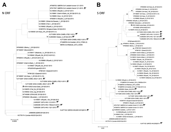 Midpoint-rooted phylogenetic trees of the full-length nucleocapsid (N) (panel A) and spike (S) (panel B) open-reading frames (ORFs) of isolates obtained from index case-patient with Middle East respiratory syndrome coronavirus (MERS-CoV) infection, Tunisia, 2013. Serum and available nucleotide sequences from GenBank and Public Health England (http://www.hpa.org.uk/webw/HPAweb&amp;HPAwebStandard/HPAweb_C/1317136246479) and the Institut Für Virologie (http://www.virology-bonn.de/index.php?id = 46)