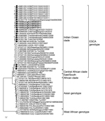 Thumbnail of Phylogenetic analysis of whole genome nucleotide sequences of chikungunya virus (CHIKV) isolated during the 2013 outbreak in Bueng Kan Province, Thailand. The trees were generated by maximum-likelihood method, and the numbers along the branches indicate bootstrap values. Scale bar denotes nucleotide substitutions per site. Branch support and nodal confidence was assessed by using a general time reversible +I−4 nt substitution model with 1,000 bootstrap resampling. All sequences are 