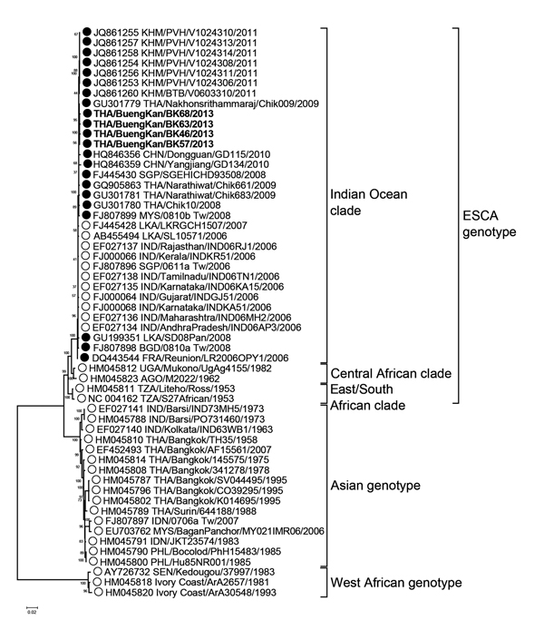 Phylogenetic analysis of whole genome nucleotide sequences of chikungunya virus (CHIKV) isolated during the 2013 outbreak in Bueng Kan Province, Thailand. The trees were generated by maximum-likelihood method, and the numbers along the branches indicate bootstrap values. Scale bar denotes nucleotide substitutions per site. Branch support and nodal confidence was assessed by using a general time reversible +I−4 nt substitution model with 1,000 bootstrap resampling. All sequences are labeled with 