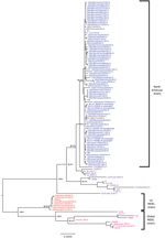 Thumbnail of Phylogenetic tree based on the spike gene (S) sequence of 112 North American porcine epidemic diarrhea virus strains. Blue represents US non–S INDEL strains; red represents US S INDEL strains; brown represents Mexican strains; purple represents worldwide non–S INDEL strains; and pink represents global S INDEL strains. Bootstrap values are represented at key nodes. Scale bar indicates nucleotide substitutions per site. CH, China; IA, Iowa; S INDEL, insertions and deletions in the spi