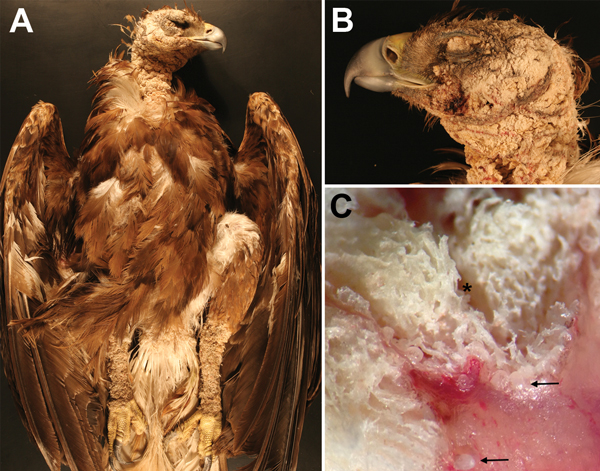 Golden eagle found grounded in King City, California, USA, during August 2013 (eagle 3). A) Photograph of diffuse crusting and thickening of the head, neck, and legs. B) Photograph showing severe obliteration of the skin over the eyelid and ear. C) Dissecting microscope cross-section of the affected skin, showing thick trabeculae of keratin deposition (*) and white to transparent mites (arrows).