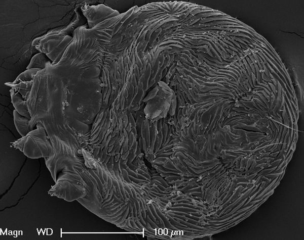 Electron microscopic image of mite, showing features consistent with Knemidocoptes derooi mites. 
