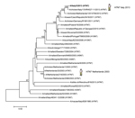 Thumbnail of Phylogenetic analysis of the neuraminidase gene of the influenza A(H7N7) virus, Italy, isolated from humans during August–September 2013. The phylogenetic tree was constructed by using the neighbor-joining method and MEGA 5 software (http://www.megasoftware.net) with 1,000 bootstrap replicates (bootstrap values &gt;70% are shown next to nodes). The influenza A(H7N7) virus isolated from a human in 2013 is shown in boldface. Scale bar indicate nucleotide substitution per site.