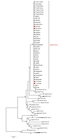Thumbnail of Minimum evolution (ME) phylogenetic tree of African swine fever virus (ASFV) isolates from Lithuania and Poland based on the C-terminal end of the p72 coding gene relative to the 22 p72 genotypes (labeled I-XXII), including 88 nt sequences. The tree was inferred by using the ME method (http://www.megasoftware.net/mega4/WebHelp/part_iv___evolutionary_analysis/constructing_phylogenetic_trees/minimum_evolution_method/rh_minimum_evolution.htm) following initial application of a neighbor