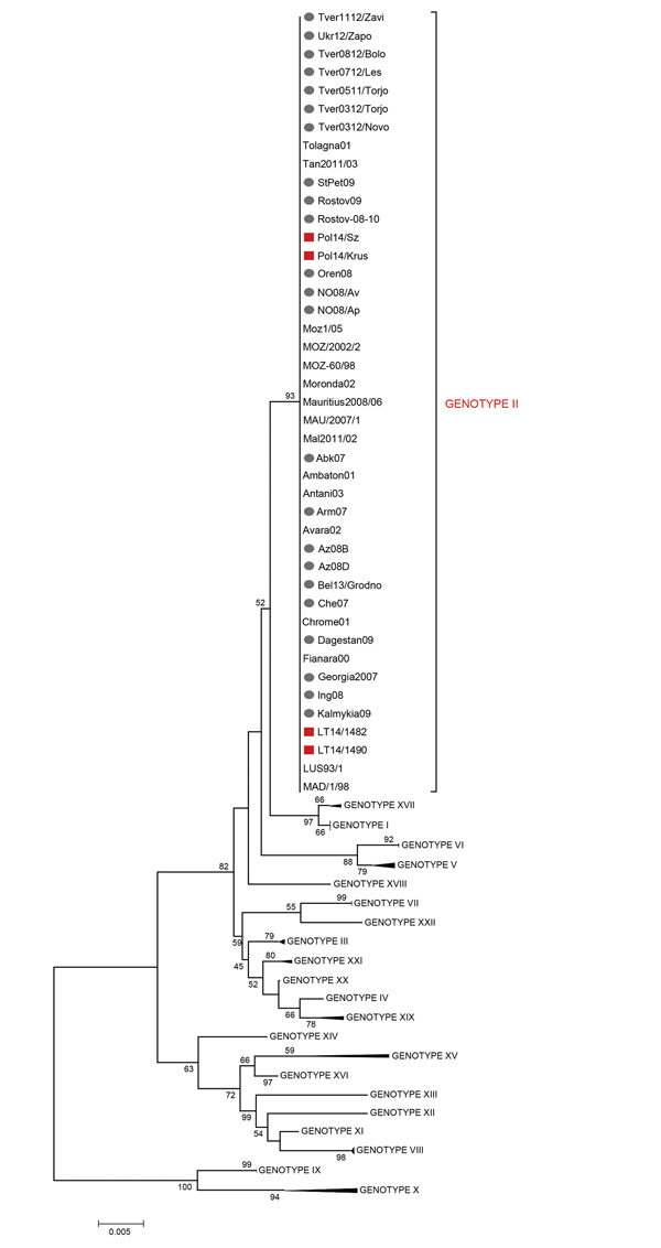 Minimum evolution (ME) phylogenetic tree of African swine fever virus (ASFV) isolates from Lithuania and Poland based on the C-terminal end of the p72 coding gene relative to the 22 p72 genotypes (labeled I-XXII), including 88 nt sequences. The tree was inferred by using the ME method (http://www.megasoftware.net/mega4/WebHelp/part_iv___evolutionary_analysis/constructing_phylogenetic_trees/minimum_evolution_method/rh_minimum_evolution.htm) following initial application of a neighbor-joining algo