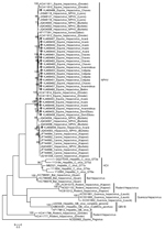 Thumbnail of Maximum-likelihood phylogenetic tree of the partial nucleotide sequences of the nonstructural protein 3 region (294 bp) of Hepacivirus. The retrieved sequences from GenBank are indicated by the accession number followed by the species from which each was isolated. The 25 sequences obtained from 300 equids in 7 cities and 1 district of the State of Pará, Brazil, during January 2011–November 2013, are indicated with a dot and are identified by their GenBank accession numbers followed 