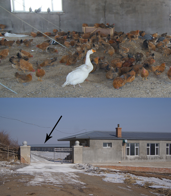 Internal (top) and external views of the warehouse where poultry were housed on the farm of the case-patient who had confirmed influenza A(H7N9) virus infection in February 2014 in Jilin Province, China. Arrow indicates location of the chicken warehouse.