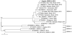 Thumbnail of Phylogenetic analysis of a dengue virus (DENV) type 4 strain isolate (boldface) from a patient in Israel who apparently acquired DENV in Angola in 2014, showing close relationship with isolates from Brazil. The DENV isolate was aligned with representative DENV sequences from around the world, representing serotypes 1–4. Reference strains, downloaded from public databases (http://www.ncbi.nlm.nih.gov/nuccore), are identified by accession number, place, and year of isolation (DENV-4 i