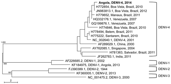 Phylogenetic analysis of a dengue virus (DENV) type 4 strain isolate (boldface) from a patient in Israel who apparently acquired DENV in Angola in 2014, showing close relationship with isolates from Brazil. The DENV isolate was aligned with representative DENV sequences from around the world, representing serotypes 1–4. Reference strains, downloaded from public databases (http://www.ncbi.nlm.nih.gov/nuccore), are identified by accession number, place, and year of isolation (DENV-4 isolates) or b