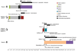 Thumbnail of Clinical course of illness in 3 patients infected with Elizabethkingia anophelis in whom sepsis developed and the mother of patient 1, who had culture-negative postpartum fever, Hong Kong, 2012. Locations where patients were treated at the hospital and times when they were home are noted.CSF, cerebrospinal fluid; leaking, leaking of amniotic fluid (membrane rupture).