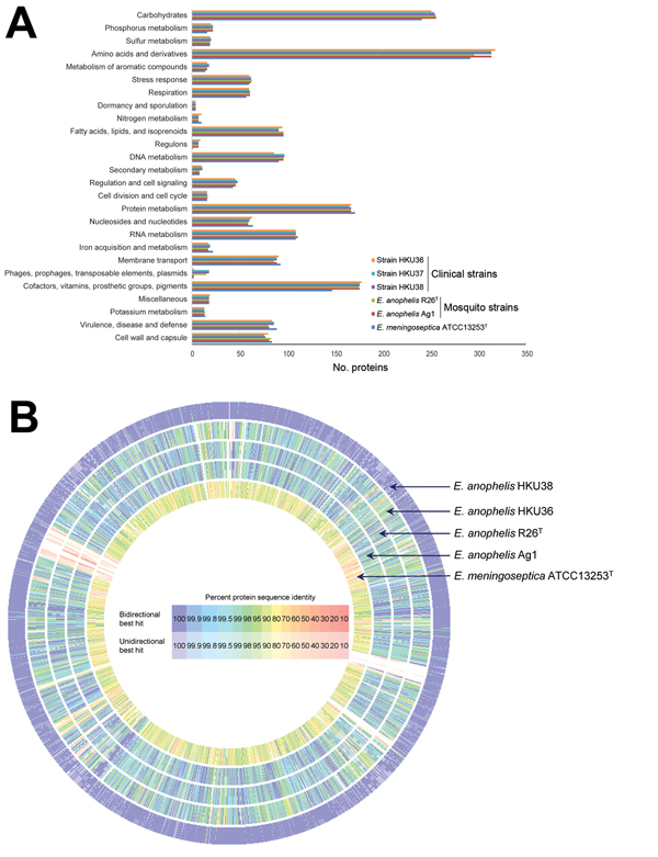 Comparison of draft genome sequence data of the 3 Elizabethkingia anophelis strains from patients in Hong Kong (HKU36–38), E anophelis type strain R26T, and E. meningoseptica type strain ATCC 13253T. A) Distributions of predicted coding sequence function in genomes of E. anophelis strains HKU36–38, E. anophelis type strain R26T, and E. meningoseptica type strain ATCC 13253T according to SEED Subsystems are shown. The columns indicate the number of proteins in different subsystems. B) Circular re