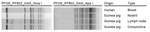 Thumbnail of Pulsed-field gel electrophoresis patterns for 4 Streptococcus equi subsp. zooepidemicus isolates from 1 person and 3 guinea pigs submitted to the Division of Consolidated Laboratory Services, Virginia, USA. Patterns indicate that all 4 isolates were indistinguishable by the SmaI and ApaI enzymes. Specimen origin and type are indicated.