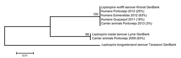 Maximum-likelihood tree for DNA sequences of the Leptospira spp. rrs gene recovered from serum samples from febrile humans and from urine and kidney samples from animal carriers in Ecuador. Esmeraldas, Portoviejo, and Guayaquil are 3 rural, semiurban, and urban communities, respectively, along the coast of Ecuador. Pathogenic L. borgpetersenii was used as an outgroup. Numbers in parentheses indicate the percentage of samples per community that contained DNA signatures highly similar to GenBank r