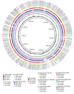 Thumbnail of Characterization of circular plot of genome diversity between the clinical isolate of a multidrug-resistant, novel Bacteroides genomospecies and other Bacteroides spp. isolates. Reading from the center outwards, the map, GC content, and GC skew of the B. fragilis reference strain 638R are depicted. The white and colored regions of the following outer rings indicate regions absent and present, respectively, in genomes of the indicated organism compared with the genome of B. fragilis 