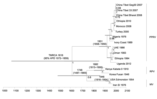 Time-scaled Bayesian MCC phylogeny tree based on peste des petits ruminants virus (PPRV), rinderpest virus (RPV), and measles virus (MV) complete genome sequences. The tree was constructed by using the uncorrelated exponential distribution model and exponential tree prior. Branch tips correspond to date of collection and branch lengths reflect elapsed time. Tree nodes were annotated with posterior probability values, estimated median dates of time to most recent common ancestor (TMRCA). Correspo