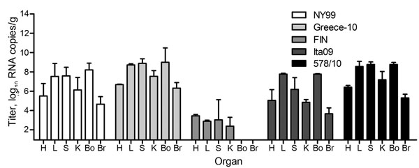 Viral RNA copy numbers in organs from 10 carrion crows (2 per group) euthanized 4 days after being experimentally infected with 1 of 5 different West Nile virus strains (n = 6, per group). Virus titers are represented as log-transformed medians; error bars indicate range. The assay had a detection limit of 9 (1.0 log10) RNA copies/g of tissue. H, heart; L, liver; S, spleen; K, kidney; Bo, bone marrow; Br, brain.