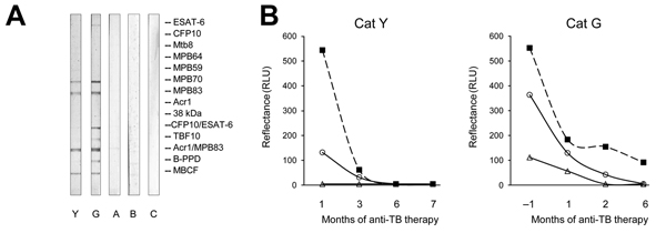 Antibody test results for cats tested for Mycobacterium bovis infection, Texas, USA, 2012. A) Antibody reactivity in infected (Y, G) and presumed noninfected (A–C) cats. Images show MAPIA strips processed with serum samples as described previously (13,14). Visible bands reflect the presence of IgG to Mycobacterium bovis antigens indicated in the right margin. B) Antibody levels in infected cats Y and G during antimycobacterial therapy. Intensity of test bands in TB STAT-PAK (solid squares) and D