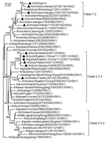 Thumbnail of The phylogenetic relationships among some subtype H5 highly pathogenic influenza viruses based on their heamagluttinin sequences. The H5N2 subtype viruses identified in China in recent years are marked with black triangles. Bootstrap values are given at relevant nodes.