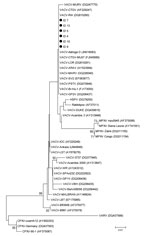 Thumbnail of Phylogenetic tree of A56R genes of orthopoxviruses, São Paulo State, Brazil. Tree was constructed by using the neighbor-joining method, the Tamura-3 model of nucleotide substitutions, and 1,000 bootstrap replicates in MEGA 4.0 (http://www.megasoftware.net/mega4/mega.html). Black circles indicate group 1 vaccinia virus (VACV) isolates from this study. Numbers along branches are bootstrap values.  ID 5 (KJ741390.1), ID 7 (KJ741391.1), and ID 13 (KJ741392.1) are from opossum (Didelphis