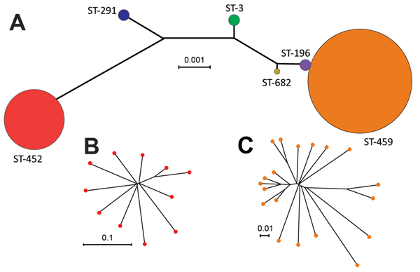 Inferred genetic relationships of invasive serotype IV group B Streptococcus (GBS), Toronto, Ontario, Canada. A) Neighbor-joining phylogenetic tree constructed by using the concatenated sequences of the 7 gene loci (sdhA, adhP, tkt, glcK, atr, pheS, and glnA) used in the multilocus sequence typing (MLST) scheme for GBS. Each circle represents a single MLST sequence type (ST); circle colors differentiate the 6 STs found among strains in our collection and their sizes are proportional to the numbe