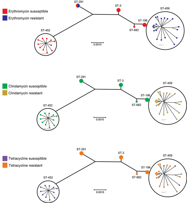 Susceptibility to erythromycin, clindamycin, and tetracycline among serotype IV group B Streptococcus and sequence types (STs), Toronto, Ontario, Canada. All ST-459 strains and 1 ST-291 strain were resistant to erythromycin; we detected ermA or ermC and ermT genes in all erythromycin-resistant strains (Technical Appendix). Resistance to clindamycin was observed only among ST-459 strains. Resistance to tetracycline was common among all STs except ST-452 and correlated with presence of the tetM ge