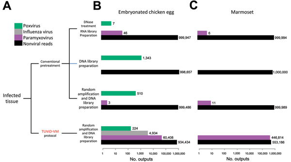 Results of comparative next-generation sequencing used for development of tissue tissue-based universal virus detection for viral metagenomics (TUViD-VM) protocol. A) Sample preparation flowchart to generate 4 next-generation sequencing approaches. B) Results obtained for model tissue (chicken) infected with 4 viruses: vaccinia virus (poxvirus) Sendai virus (paramyxovirus), influenza virus (A/PR8/1934), or reovirus (T3/Bat/G/342/08). The x-axis is log-scaled, and normalized read numbers are indi