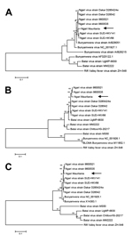 Thumbnail of Phylogenetic tree of Ngari virus–derived A) small (975 bp), B) medium (4,507 bp), and C) large (6,887) segment sequences of Bunyamwera and Batai viruses compared with isolate obtained from a goat in Mauritania in 2010 (arrows). The tree was constructed on the basis of the nucleotide sequences of the 3 complete segments by using the neighbor-joining method (1,000 bootstrap replications). The tree was rooted to the sequence of Rift Valley fever virus strain ZH-548. Scale bars indicate