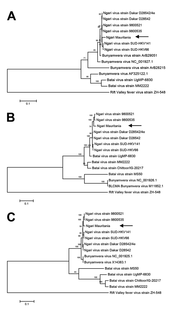 Phylogenetic tree of Ngari virus–derived A) small (975 bp), B) medium (4,507 bp), and C) large (6,887) segment sequences of Bunyamwera and Batai viruses compared with isolate obtained from a goat in Mauritania in 2010 (arrows). The tree was constructed on the basis of the nucleotide sequences of the 3 complete segments by using the neighbor-joining method (1,000 bootstrap replications). The tree was rooted to the sequence of Rift Valley fever virus strain ZH-548. Scale bars indicate substitution