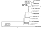Thumbnail of Midpoint rooted Bayesian Markov chain Monte Carlo phylogeny based on yellow fever virus (YFV) complete open reading frame sequences. Numbers at nodes indicate posterior probabilities &gt;0.9. Eastern and western Venezuelan sequences are indicated. Substitutions resulting from nonsynonymous, synapomorphic mutations that define sequences in a clade/lineage are highlighted at relevant nodes. Two substitutions (NS2b A98T and NS5 A200T) occurred in earlier isolates from Brazil. The capsi