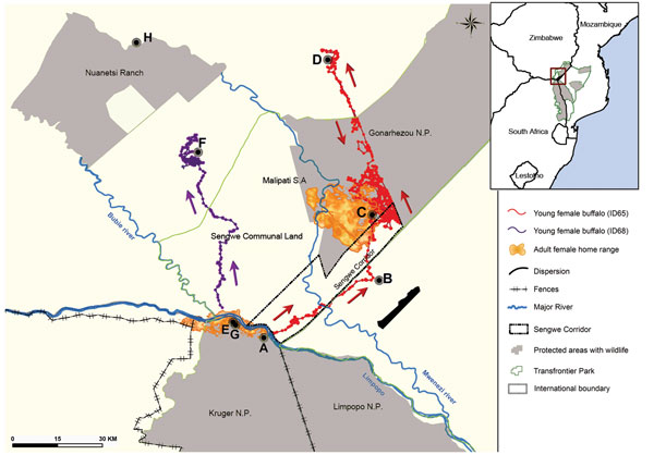 Study area encompassing part of Mozambique, South Africa, and Zimbabwe. Inset map shows location of the Great Limpopo Transfrontier Conservation Area within southern Africa. Brown areas represent the home ranges of 5 satellite collar–equipped adult female African buffaloes, representative of the 5 herds followed for the study in Kruger National Park (NP) (n = 3) and Gonarezhou NP (n = 2). Because of overlap among the herds, boundaries for the 5 herds cannot be seen. Data for the other adult fema