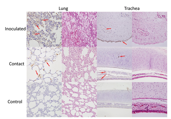 Detection of viral antigens in the respiratory tract of cats inoculated with equine influenza A(H3N8) virus and from a contact cohort. For each tissue type, the left column shows incubation with a monoclonal antibody against equine influenza virus hemagglutinin and the right column shows hematoxylin and eosin staining. Arrows indicate detection of viral antigen (hemagglutinin) expression (brownish staining).