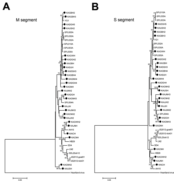 A and B) Phylogenetic analysis of SFTSV Korea isolates based on the partial medium (M) and small (S) segment sequences. The phylogenetic trees were generated by MEGA version 5.2 software (http://www.megasoftware.net/) from aligned nucleotide sequences of 16 isolates of phleboviruses, including the identified SFTSV. Heartland virus was used as outgroup. M and S partial nucleotide sequences of SFTSV Korea isolates were compared with homologous sequences of previously characterized SFTSVs. Sequence