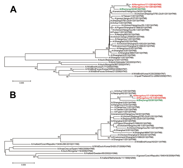 Phylogenetic analyses of hemagglutinin (A) and neuraminidase (B) of influenza A(H7N9) viruses. The trees were constructed by using the neighbor-joining method with bootstrap analysis (n = 1,000) in the MEGA5.0 program (4). Red indicates the 2 viruses isolated from co-infected patients in Hangzhou, China, and green indicates the first strain isolated during the second wave of the influenza A(H7N9) outbreak in China, which started in October 2013. Scale bars indicate nucleotide substitutions per s