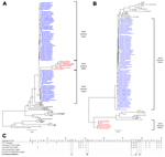 Thumbnail of Complete genome (A) and spike gene (B) phylogenetic analysis using the maximum likelihood method with the general time reversible (GTR) nucleotide substitution model. Green indicates Minnesota188 strain, red indicates North American INDEL strains, and blue indicates the remaining North American porcine epidemic diarrhea virus (PEDV) strains. Scale bar indicates percentage of dissimilarity between sequences. C) Spike gene alignment of first 70 aa). The consensus represents 114 sequen