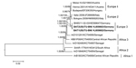 Thumbnail of Maximum-likelihood phylogenetic tree of Pipistrellus bat Usutu viruses (USUV) based on full-length nucleotide sequences and showing the phylogenetic placement of the bat-derived USUV compared with mosquito- and bird-derived strains. The phylogenetic analyses were performed by using PhyML 3.0 (http://www.atgc-montpellier.fr/phyml/versions.php) with 1,000 pseudo-replicates and parallel Bayesian Markov chain Monte Carlo tree-sampling methods based on 2 runs consisting of 4 chains of 1,