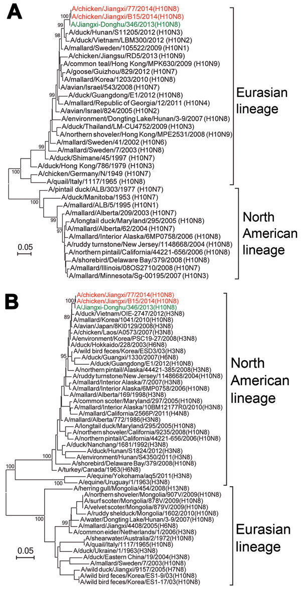 Phylogenetic trees of hemagglutinin (A) and neuraminidase (B) gene segments of influenza virus A(H10N8) isolates from Jiangxi Province, China, 2013–2014, compared with other closely related influenza viruses. Red indicates the novel H10N8 isolates A/chicken/Jiangxi/77/2013 (H10N8) and A/chicken/Jiangxi/B15/2014 (H10N8) that were identified in this study from poultry from live poultry markets; green indicates the human-source H10N8 virus isolate A/Jiangxi/346/2014 (H10N8). Scale bars indicate nuc