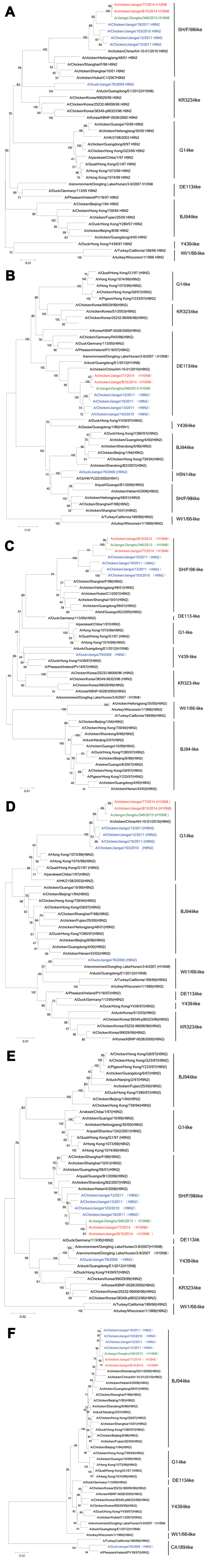Phylogenetic trees of the internal genes of influenza virus A(H10N8) isolates from Jiangxi Province, China, 2013–2014, compared with other closely related influenza viruses. A) Polymerase basic 1; B) polymerase basic 2; C) nucleoprotein; D) matrix; E) polymerase acidic; F) nonstructural. Red indicates the novel H10N8 isolates A/chicken/Jiangxi/77/2013 (H10N8) and A/chicken/Jiangxi/B15/2014 (H10N8) that were identified in this study from poultry from live poultry markets; green indicates the huma