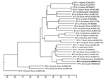 Thumbnail of Phylogenetic tree of segment 2, showing relationships between BTV-n (boldface) and other BTV strains available in GenBank (accession nos. are shown in parentheses). Scale bar represents the percentage of nucleotide substitutions. BTV, bluetongue virus.