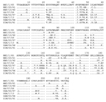 Thumbnail of Predicted VP1 aa sequences of the 8 SAT 3 FMDVs used in the phylogenetic comparison in Figure 1, panel B. Clear similarities between the UGA/02/97 and UGA/1/13 viruses are apparent. BEC, Bechuanaland (former name for Botswana); FMDV, foot-and-mouth disease virus; KNP, Kruger National Park (in South Africa); SAR, Republic of South Africa; SAT, Southern African Territories; UGA, Uganda; VP, viral protein; ZAM, Zambia; ZIM, Zimbabwe.