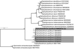 Thumbnail of Bayesian inference phylogenetic analysis of selected human diphyllobothrideans based on cox1 gene analyzed as 3 independent data parts according to the nucleotide coding positions by using (GTR+G)(HKY)(GTR+G) evolutionary model setup in MrBayes (mrbayes.sourceforge.net). Topologies sampled every 1,000th generation over 4 runs and 20,000,000 generations, burn-in 25%. Diphyllobothrium pacificum identified in Spain marked in gray; new sequence is in bold type. Scale bar indicates nucle