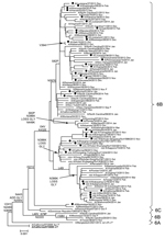 Thumbnail of Evolutionary relationships among influenza A (H1N1)pdm09 virus neuraminidase genes, United States, 2013–14. Phylogenetic tree was generated by using the MEGA software package v5.2 (http://www.megasoftware.net/) and the neighbor-joining method. Evolutionary distances were computed by using the maximum composite likelihood model. Analysis included 100 representative A(H1N1)pdm09 neuraminidase gene sequences. Scale bar indicates nucleotide substitutions per site. Solid circles indicate