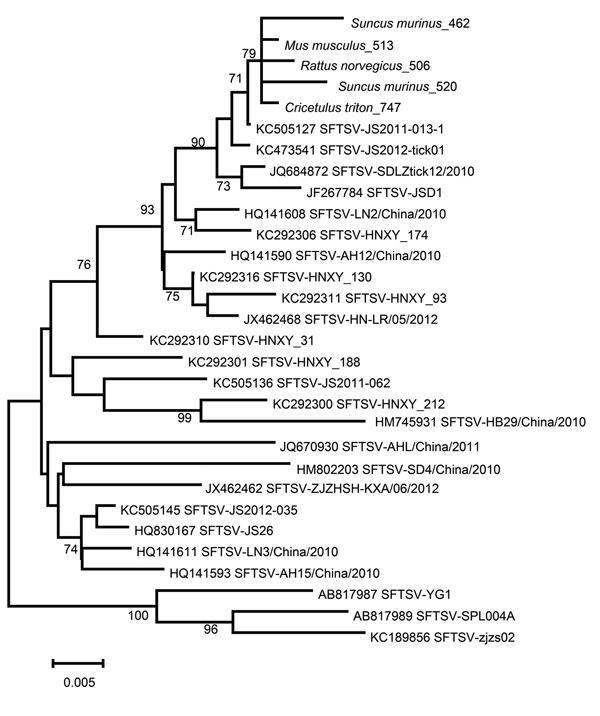 Phylogenetic analysis of severe fever with thrombocytopenia syndrome virus (SFTSV) amplified from the spleens of Asian house shrew and rodents. The neighbor-joining phylogenetic tree was constructed by using MEGA 5.2 software(http://www.megasoftware.net/).GenBank accession numbers precede isolate names on the right side of the figure. Numbers at nodes represent bootstrap values. Scale bar represents nucleotide substitutions per site.