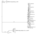 Thumbnail of Bayesian phylogenetic analysis of concatenated 4 partial coding gene sequences (cell division cycle 42, cytochrome oxidase II, heat shock protein 90, and tubulin) and the complete internal transcribed spacers 1, 2, and 5.8S of Lagenidium DNA sequences. Thirteen Pythium species DNA sequences were included as the outgroup (groups a–c, e–g, j, and I [16 ]; Table). Support on key branches is the Bayesian probability for that branch followed by the percentage of 1,000 bootstrap resampled