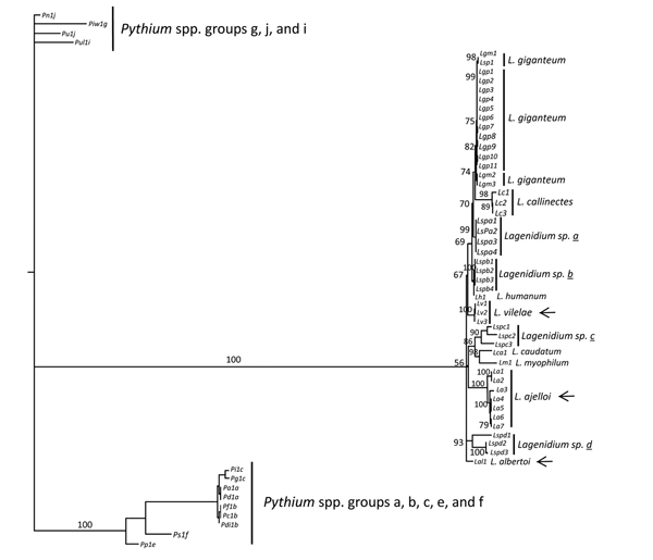 Bayesian phylogenetic analysis of concatenated 4 partial coding gene sequences (cell division cycle 42, cytochrome oxidase II, heat shock protein 90, and tubulin) and the complete internal transcribed spacers 1, 2, and 5.8S of Lagenidium DNA sequences. Thirteen Pythium species DNA sequences were included as the outgroup (groups a–c, e–g, j, and I [16 ]; Table). Support on key branches is the Bayesian probability for that branch followed by the percentage of 1,000 bootstrap resampled datasets con