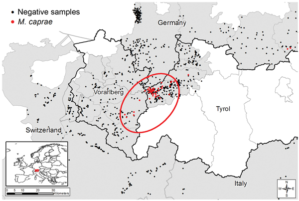Statistically evident spatial cluster of Mycobacterium caprae–positive red deer in the Alpine region, 2009-10, 2010-2011, and 2011-12 hunting seasons. Area in red circle contained significantly more M. caprae–positive red deer than the remaining study area (p&lt;0.001). Inset shows location of Austria and Germany within Europe (shading).